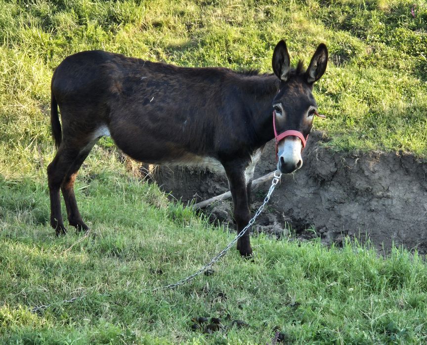 Măgăriță cu lapte, măgar și pui (femelă)