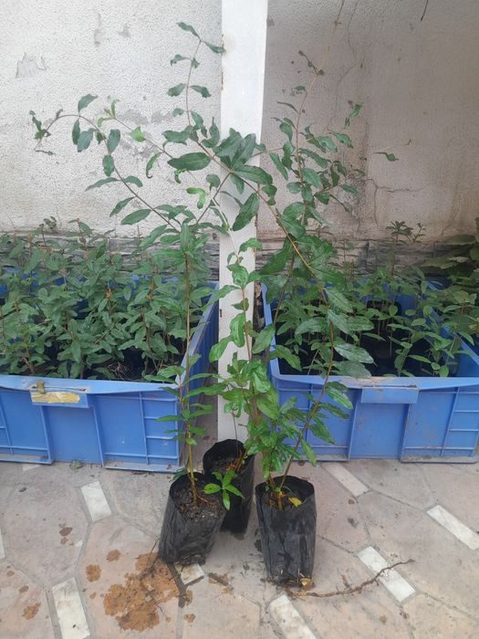 Данаксиз анор (Mollar de Elche) кўчатлари