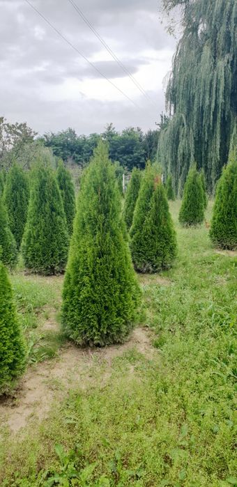 Tuia smaragd de mai multe dimensiuni