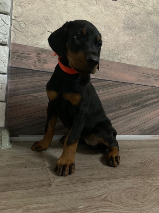 Срочно! Щенки доберамана