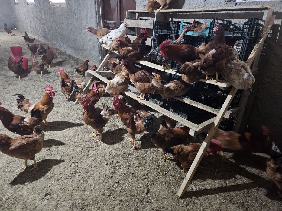 Vand puicute și cocosi rasa hubard semi grea ,au anceput ouatul,