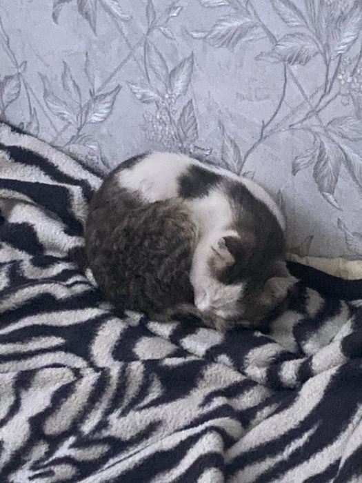 отдаем котика в добрые руки