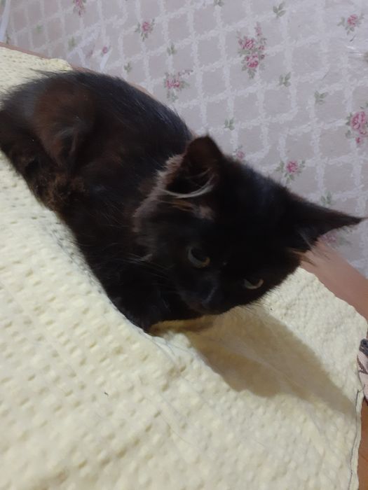 Отдам котенка в добрые ручки!