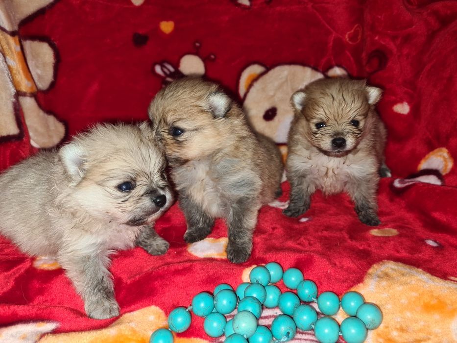 Продам щенков шпица.