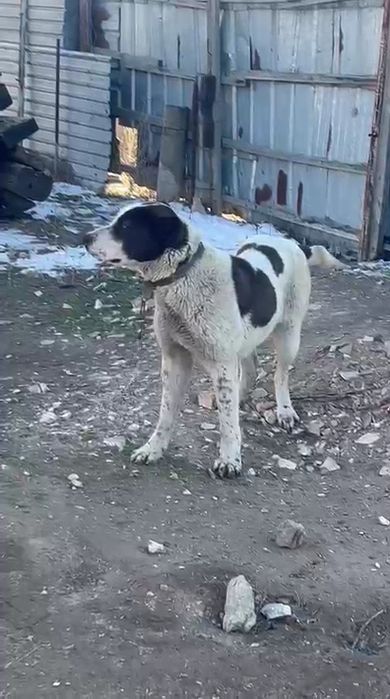 Алабай сатылады.