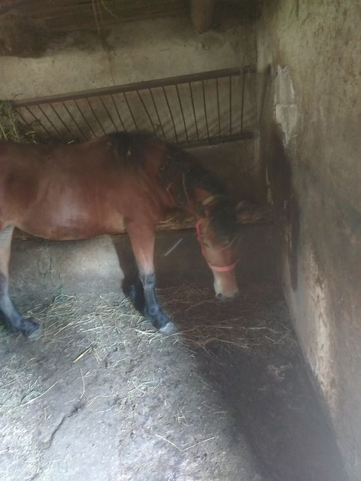 Vând mânză de 1 an și 3 luni