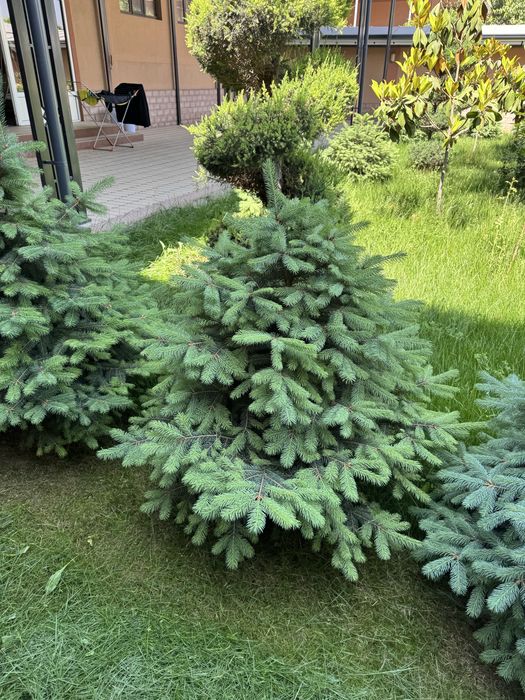 Голубая Ель ва Яшил Ель Сотилади 50% Скидкада