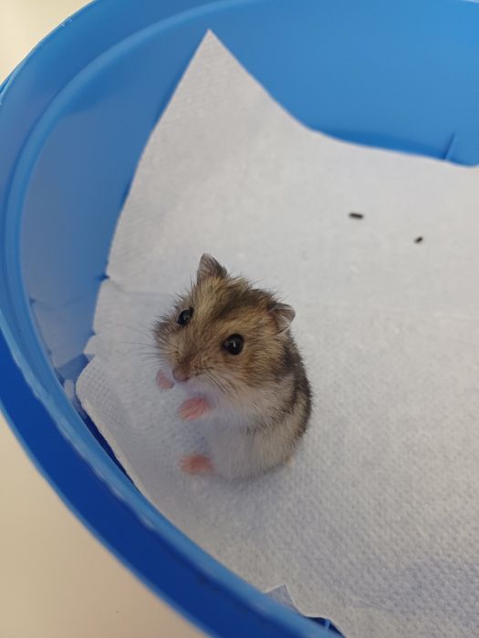Vând pui hamsteri