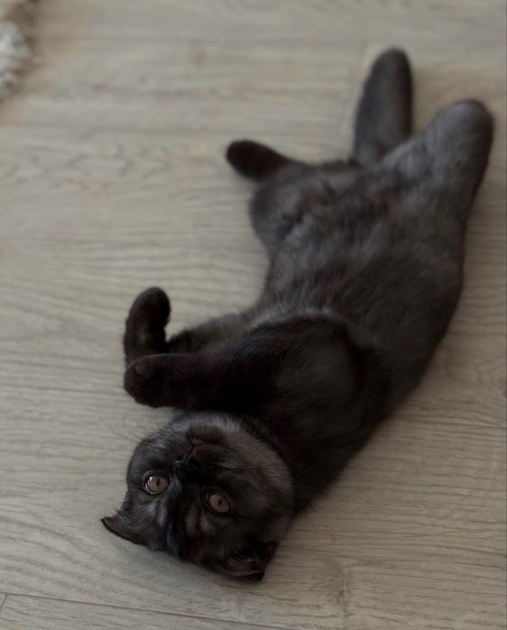 Кошка шотландская