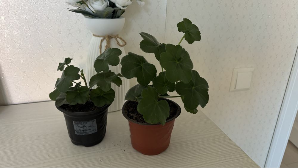 Пеларгония Pac viva Karolina