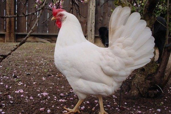 Продам кур несушек