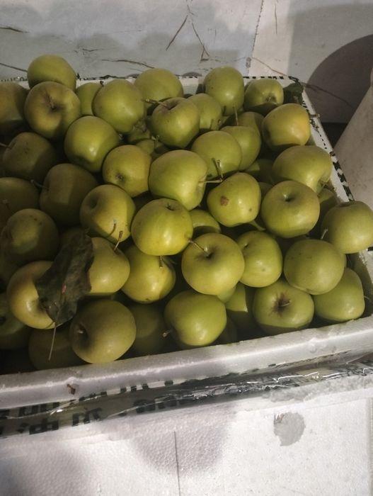 Продам яблоки. Тюлькубаские