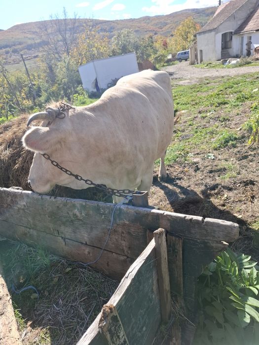 Vând vaca cu vitel belgian