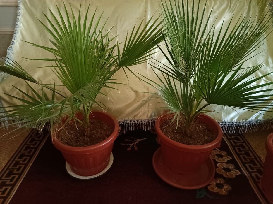 Большие комнатные цветы