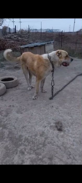 Продается алабай