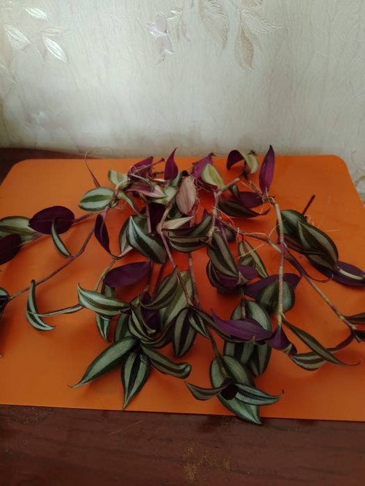 Продам комнатные цветы Пеларгония