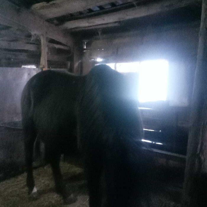 Продаются лошади!!!