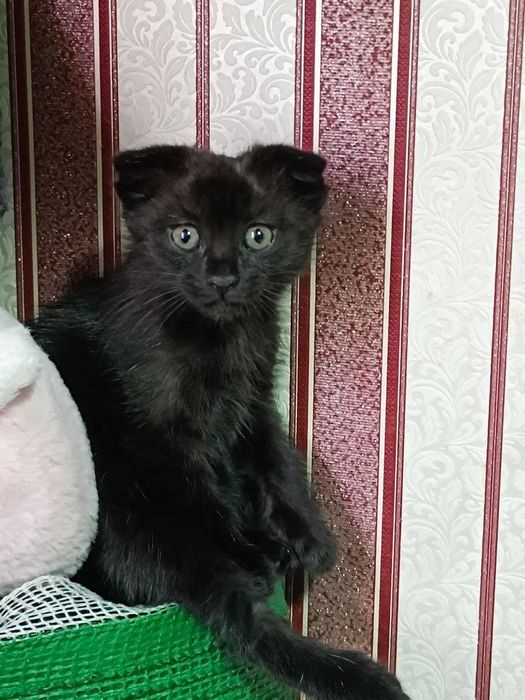 Отдам даром котят веслоухие