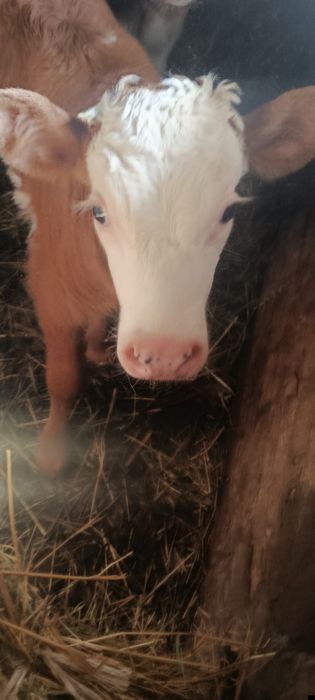 Теленок 20 дней -бычек