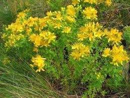 Български пчелен мед от Родопите Реколта 2025!