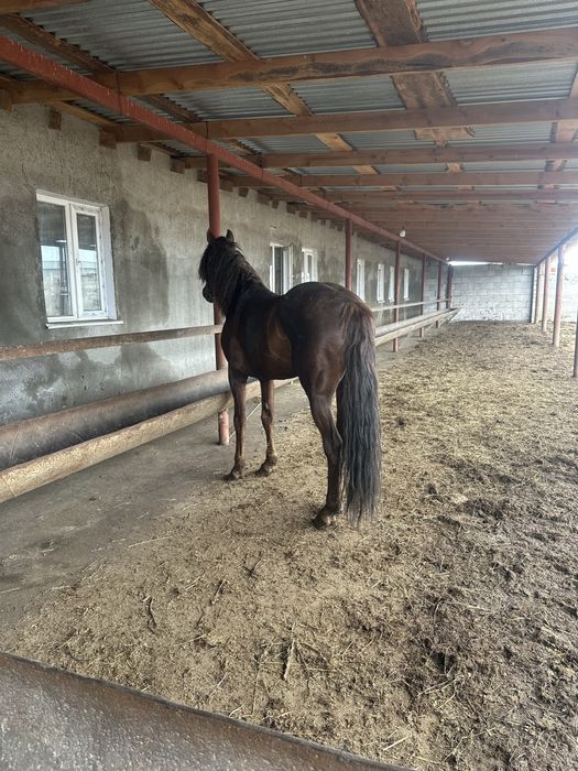 Жеребец полукровный