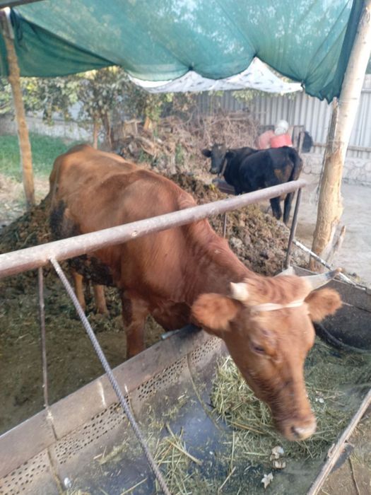 КораМоллар сотилади