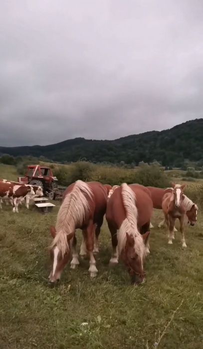 De vânzare mânz și mânză