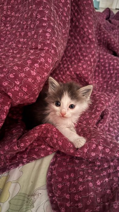 Отдам котёнка в хорошие руки.