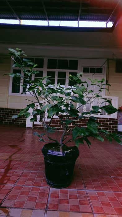 Мевали Лимон дарахти.