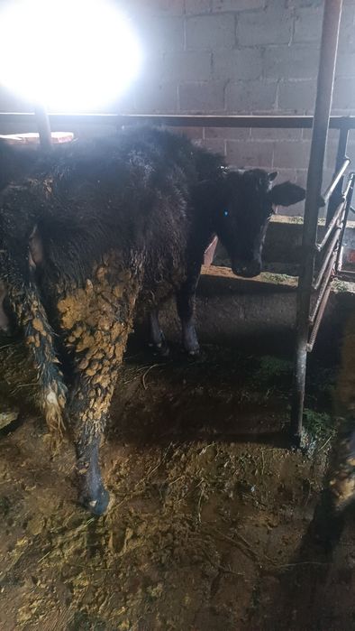 Продам телок и бычка