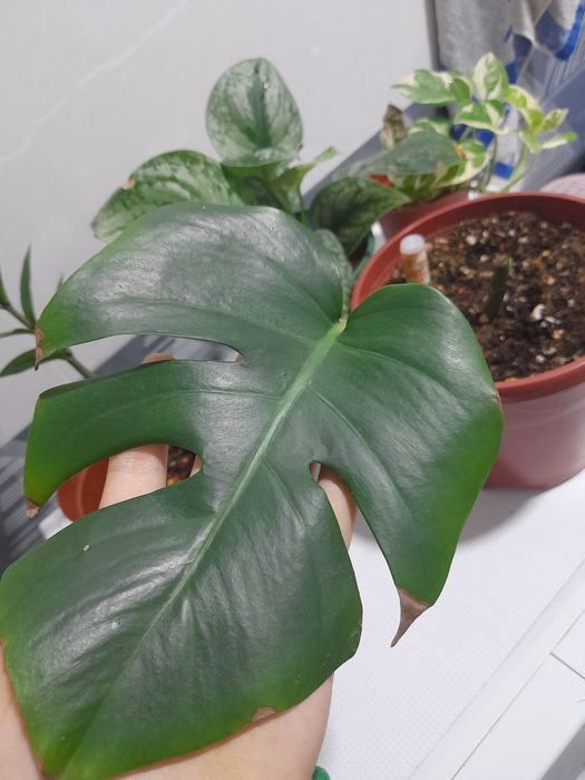 Monstera Alba Ona Alba barglarini cherenka qilib kesdik Detka chiqishn