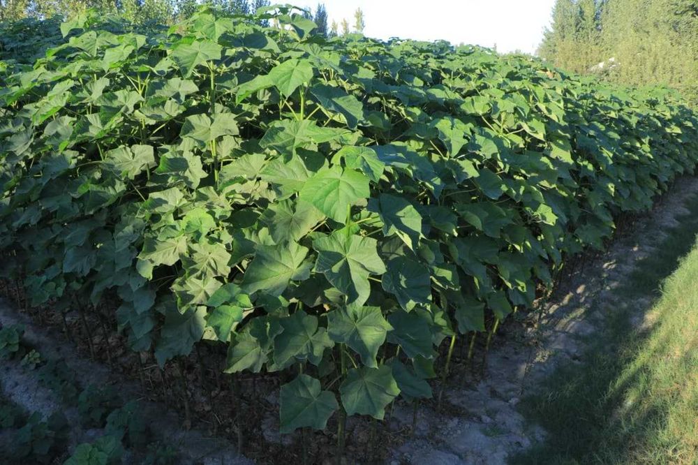 Павловния кучати бор
