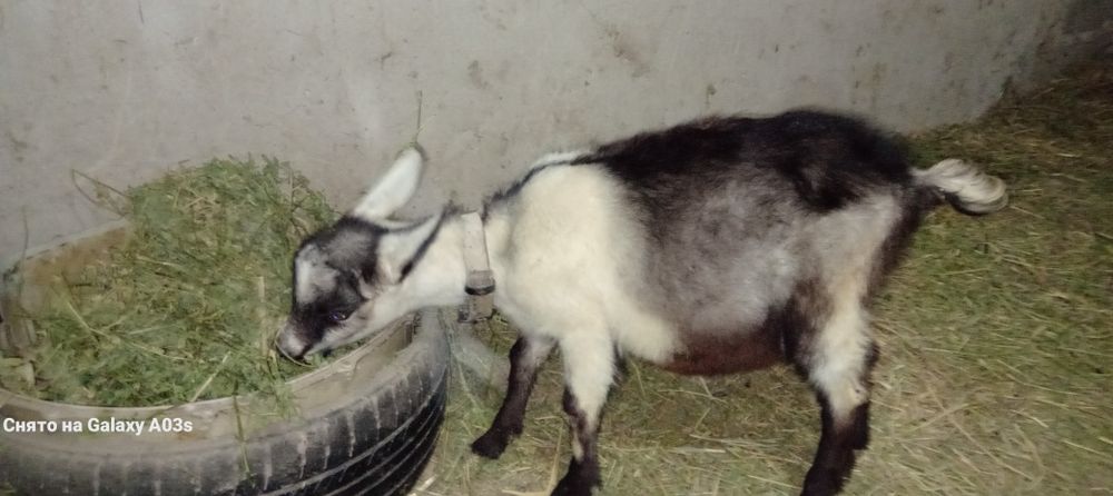 Альпи пиакөк еркек лақ