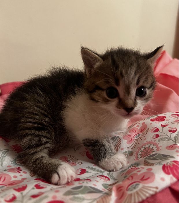 Котята 1 месяц, очень красивые и ласковые