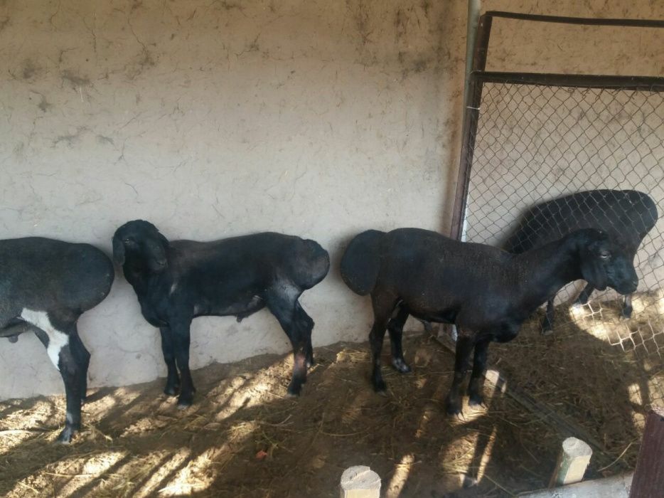 Qassob.Кассоб servis  хизмати сифатли ва халол  toza qoʻylarimiz zam b