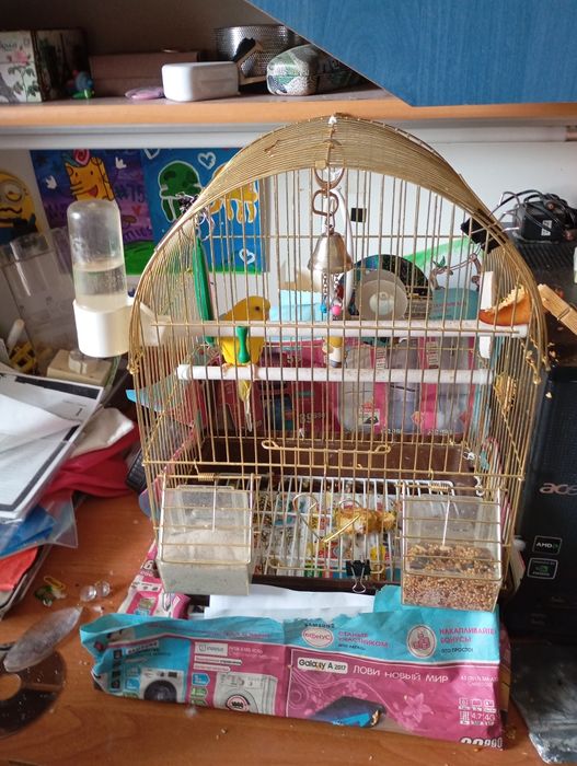 Попугаи с клеткой