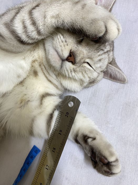 Отдам даром прямоуха