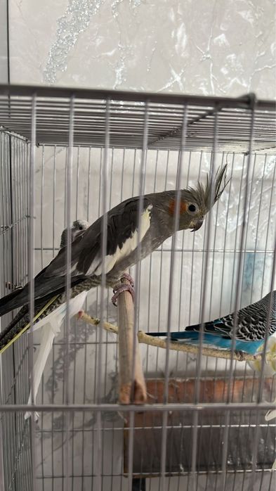 Продаю 4 попугаев 2 пары