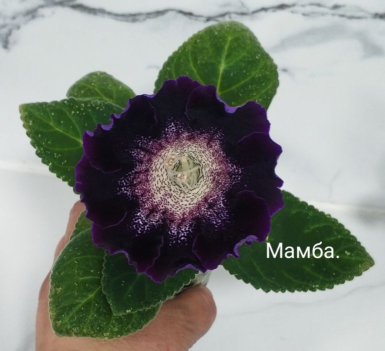 Цветущие не махровые глоксинии.