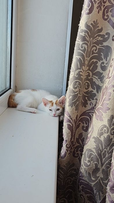 Отдам бесплатно кошек