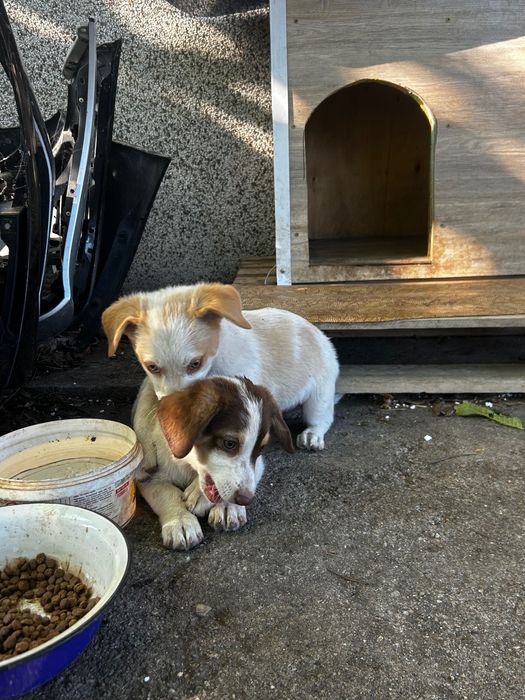 Кученца -подаряват се