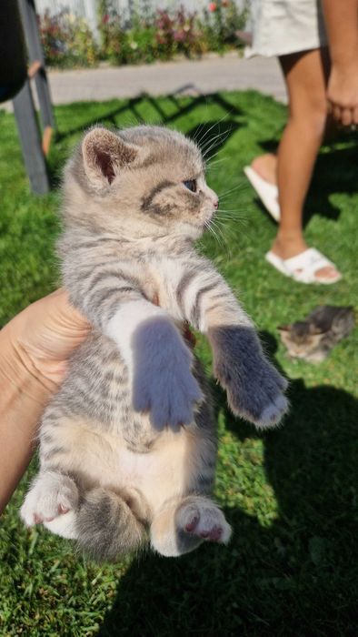 Котята милые красивые