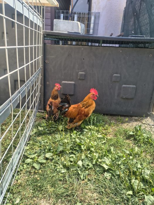 Vând doi cocoși pitici