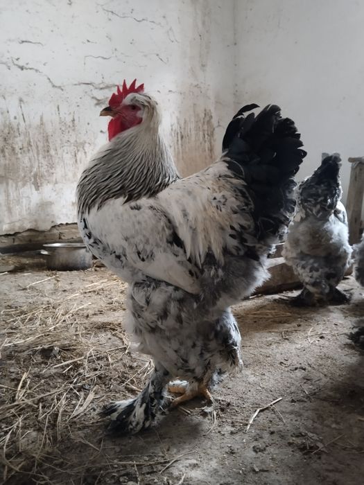 Продам петухи  брама