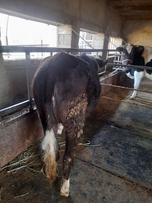 Хороший карова маладой