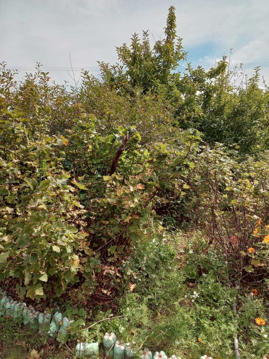 Дача в с/о"Веснянка*, 8,2 сотки.