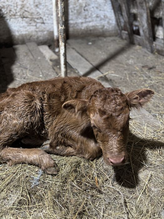 4 бас бұзау екі-үш айлық