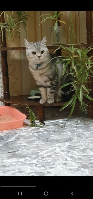 Мраморный парочки продаётся  вместе.