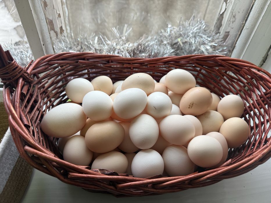 Яйца для инкубатора