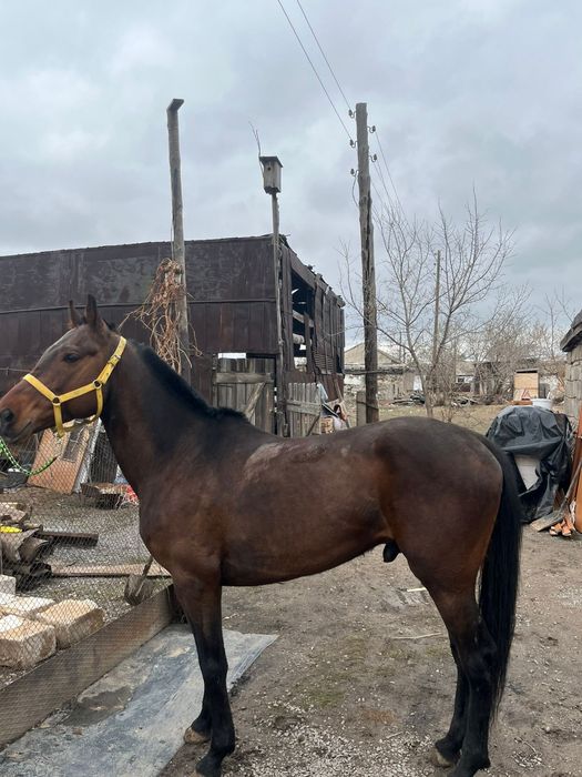 Продам лошадь чистокровный